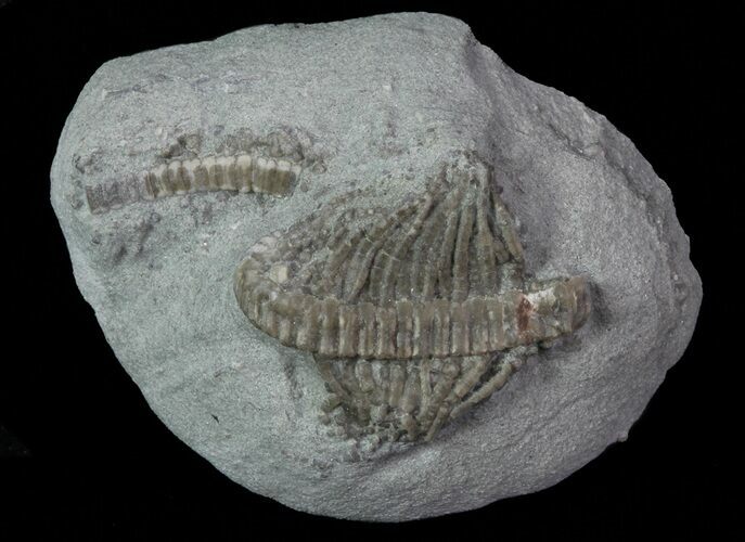 Bargain, Camptocrinus Crinoid Fossil - Crawfordsville, Indiana #68506